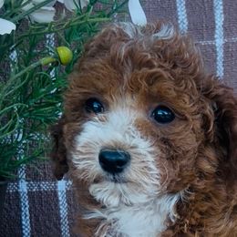 Poodles from Savannah Unger