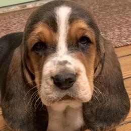 Basset Hounds and Beagles from Bachman’s Kennel
