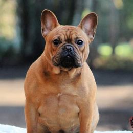 Risha - French Bulldog
