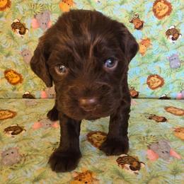 White - Liver female Boykin Spaniel puppy in Midland, Michigan from Ives Heritage Homestead