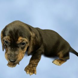 Boy 3 - Black tan and white male Beagle puppy in Laveen, Arizona from Dior & Gunner's beagle adventure