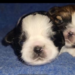 Shih Tzu puppies from Mountain Pass Barn