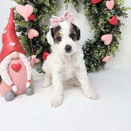 Cherie - Phantom female Goldendoodle puppy in Leander, Texas from Doodle Doula
