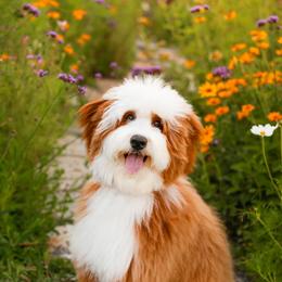 Aussiedoodle, Australian Mountain Doodle, and Bernedoodle All Grown Up from Cottonwood Creek Doodles