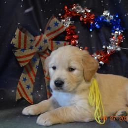 Golden Retriever and Jack Russell Terrier Puppies from VS Golden Fields