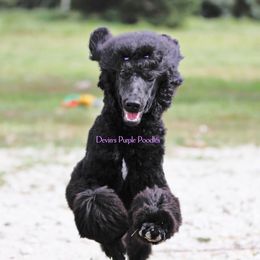 Diamond - Silver female Poodle puppy in Fort Calhoun, Nebraska from Devin’s Purple Poodles