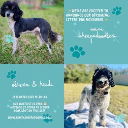 Sheepadoodle puppies from Tampa Sheepadoodles