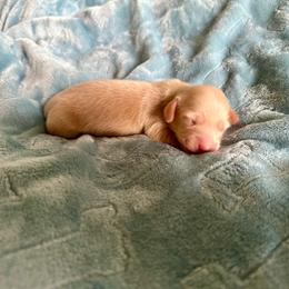 Boy 1 - Cream male Dachshund puppy in Wolf Lake, Indiana from Canisteo Dachshunds