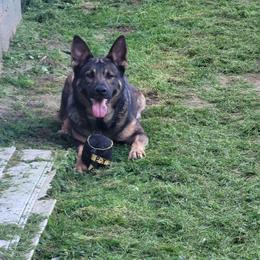 Aurora - German Shepherd