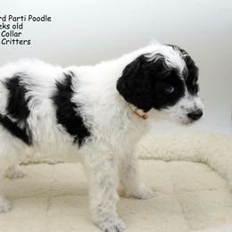 Poodle Puppies from Furball Forest Poodles