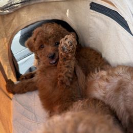Bear - Red male Cavapoo puppy in Honolulu, Hawaii from Aloha Paradise Poodles LLC