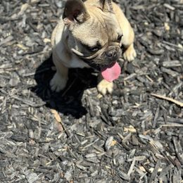 French Bulldog Puppies from Tribe of Judah Kennel
