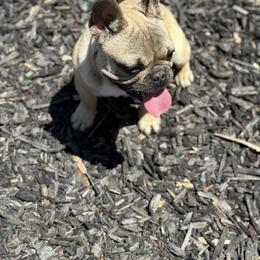 French Bulldog Puppies from Tribe of Judah Kennel