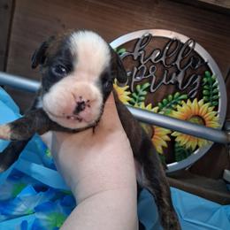 Boy 1 - Brindle male Boxer puppy in Pikeville, Kentucky from Boxers of Whispered Wishes