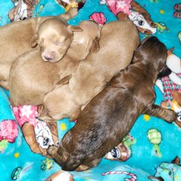 Dachshund Puppies from Mini Love Bugs