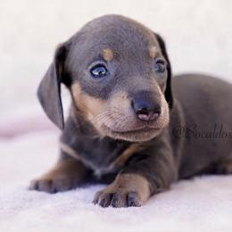 Rex - Blue and tan male Dachshund puppy in Apple Valley, California from Socaldoxies
