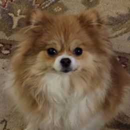 Mae Mae - Pomeranian