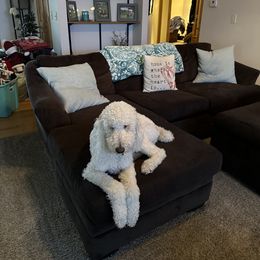 Poodle All Grown Up from Patch of Pines