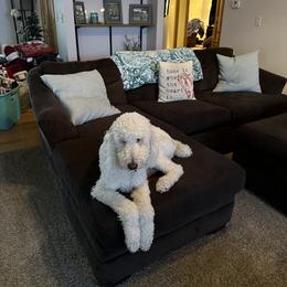 Poodle All Grown Up from Patch of Pines