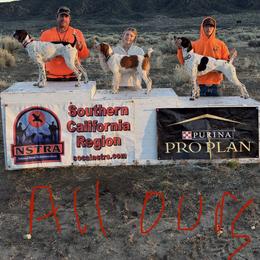 German Shorthaired Pointer All Grown Up from DragonPoint Gun Dogs