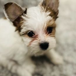 Yorkshire Terriers from Sunshine Luv Yorkies