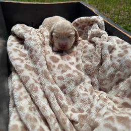 Glory - Cream female Dachshund puppy in Pontotoc, Mississippi from Toddy Kennels