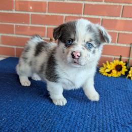 Jeanie - Blue merle and white female American Corgi puppy in Shawnee, Oklahoma from Sunray Ranch