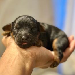 White Collar - Black and tan female Cavapoo puppy in Palm Beach County, Florida from Benji’s Cockapoos