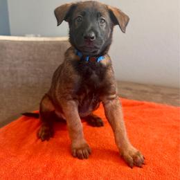 Lando (Royal Blue) - Black sable male Belgian Malinois puppy in Buckeue, Arizona from Légende Vivante Du Chief Kennel