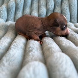 Finn - Slate male Chinese Crested puppy in Aberdeen, Idaho from Willow Creek Cresteds