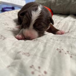 Orange - Red tri-color male Australian Shepherd puppy in Bethel, Minnesota from Aussie Tree-O