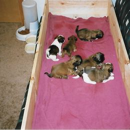 Shih Tzu Puppies from Shih Tzu Dreams Come True