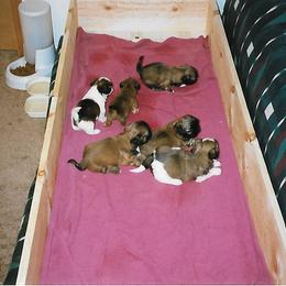 Shih Tzu Puppies from Shih Tzu Dreams Come True