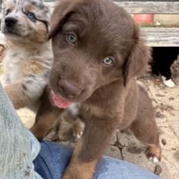 Charlie - Red tri-color male Australian Shepherd puppy in Marshall, Virginia from Aussie Tales Farm