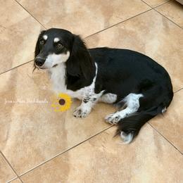 Presley - Dachshund