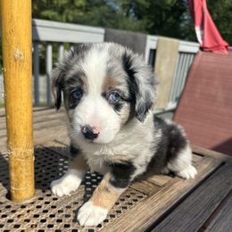 Boy 2 - Blue merle male Miniature Australian Shepherd puppy in Norwood, Massachusetts from Loyal Litters Toy Australian Shepherds