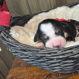 Comet - Tri-color male Bernedoodle puppy in New Market, Virginia from Frosty & Ginger Co Home of Doodles