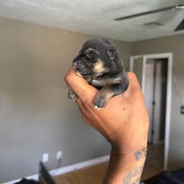 Neptune - Black and cream male German Shepherd puppy in Lake Charlse, Louisiana from Dettaalpha Kennels