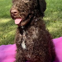 Poodle Puppies from Green Country Poodle Doodle LLC