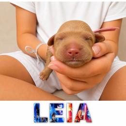 LEIA - Red  female Goldendoodle puppy in Minneapolis, Minnesota from The Golden Roo