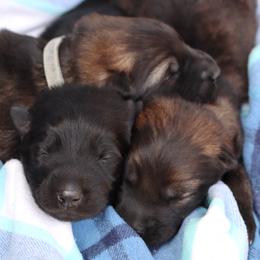 First pick boy - Black male German Shepherd puppy in Elkmont, Alabama from Oakmont Shepherds