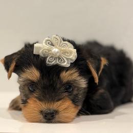 Liberty - Black and gold female Yorkshire Terrier puppy in Los Angeles, California from 818 Yorkies