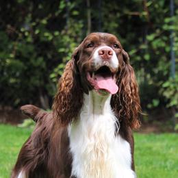 Fudge - English Springer Spaniel