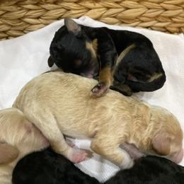 Sheepadoodle Puppies from Sarah Pearl’s Mini Sheepadoodles