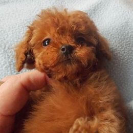 Poodle Puppies from Lowry Toy Poodles