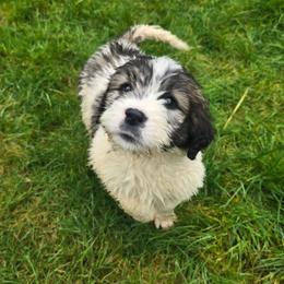 Female - Brown and white female Saint Berdoodle puppy in Castle Rock, Washington from PNW Saint Berdoodles