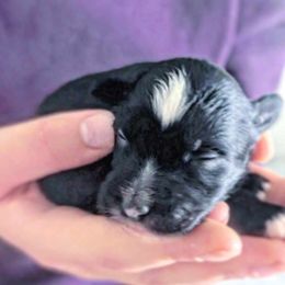 Boy 5 - male Chinese Crested puppy in Highland Park, Michigan from Family Kennel Dao Dog