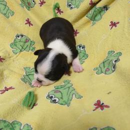 Boston Terrier Puppies from Lehi Valley Boston Terriers