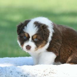 America - Red tri-color female Australian Shepherd puppy in Chickasha, Oklahoma from Rustic Lace