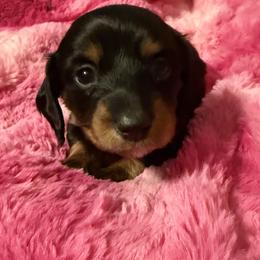 Sterling - Black and tan female Dachshund puppy in Milo, Missouri from Gillian’s Darling’ Doxies